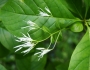 Chionanthus virginicus image