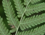 Christella normalis image