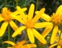 Chrysactinia mexicana image