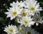 Chrysanthemum indicum image