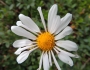 Chrysanthemum zawadskii image