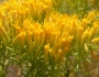 Chrysothamnus viscidiflorus image