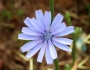 Cichorium intybus image