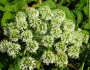 Cicuta maculata image