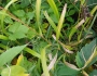 Cinna arundinacea image