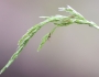 Cinna latifolia image