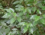 Cinnamomum camphora image