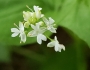 Circaea alpina image