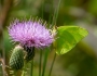 Cirsium discolor image