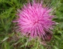 Cirsium horridulum image