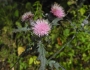 Cirsium muticum image