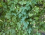 Cissus trifoliata image