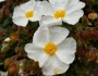 Cistus salviifolius image