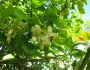 Citrus grandis image