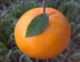 Citrus reticulata image