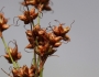 Cladium mariscoides image