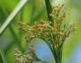 Cladium mariscus image