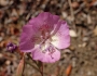 Clarkia bottae image