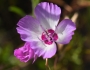 Clarkia cylindrica image