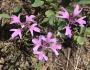 Clarkia pulchella image