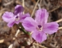 Clarkia purpurea image