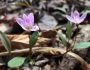 Claytonia caroliniana image