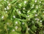 Claytonia parviflora image
