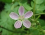 Claytonia virginica image