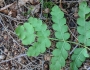 Claytosmunda claytoniana image