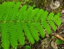 Osmunda claytoniana image