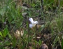 Clematis baldwinii image