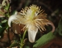 Clematis brachiata image