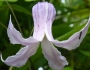 Clematis crispa image