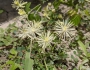 Clematis drummondii image
