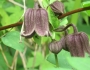 Clematis fusca image