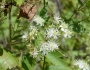 Clematis ligusticifolia image