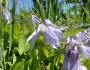 Clematis occidentalis image