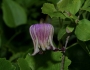 Clematis pitcheri image
