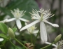 Clematis terniflora image