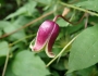 Clematis viorna image