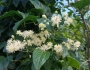 Clematis vitalba image