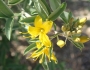 Peritoma arborea image