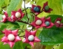 Clerodendrum trichotomum image
