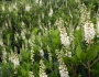 Clethra alnifolia image