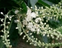 Clethra barbinervis image