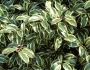 Cleyera japonica image