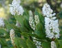 Cliftonia monophylla image