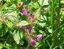 Clinopodium vulgare image