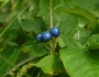 Clintonia borealis image