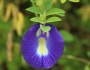 Clitoria ternatea image